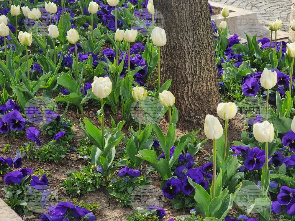 Сливен - пролетни цветя