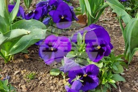 Сливен - пролетни цветя