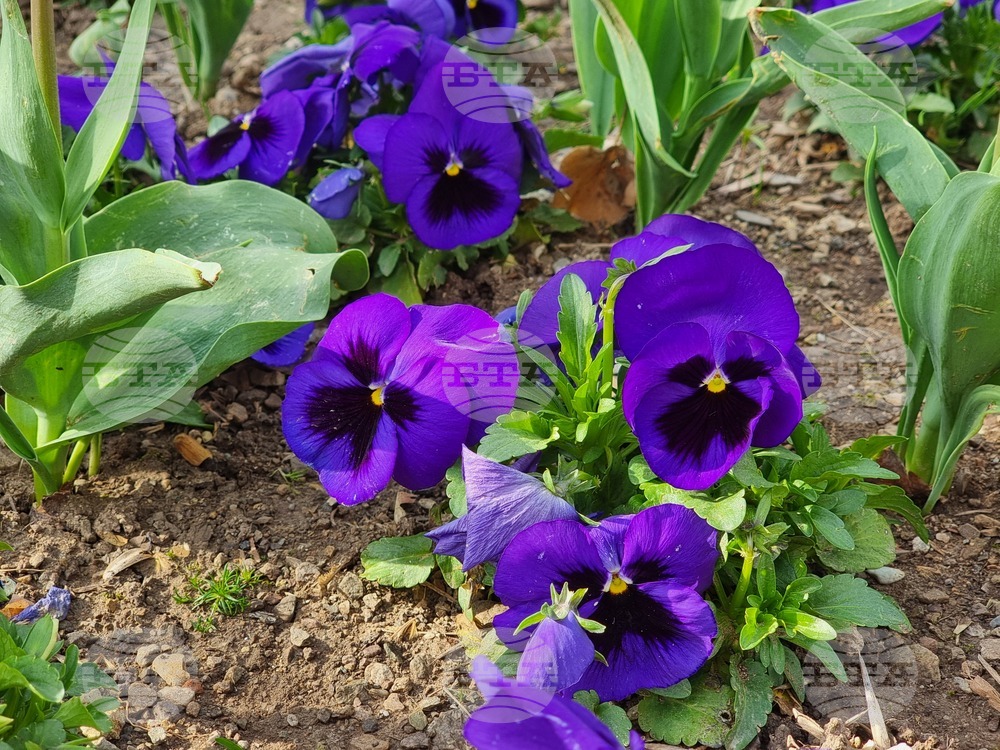 Сливен - пролетни цветя