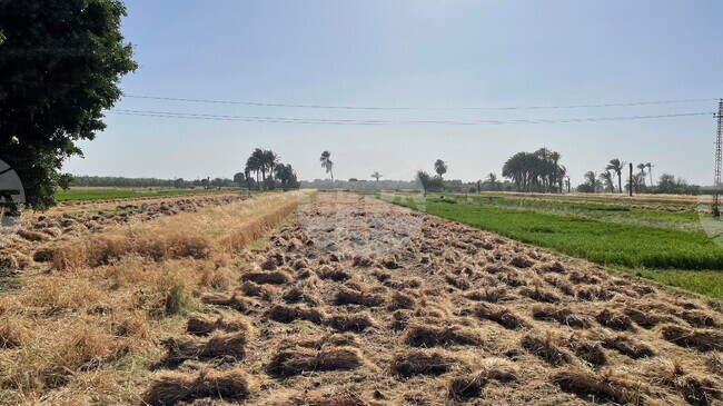 В Египет започна една от най-важните жътви на пшеница от години 