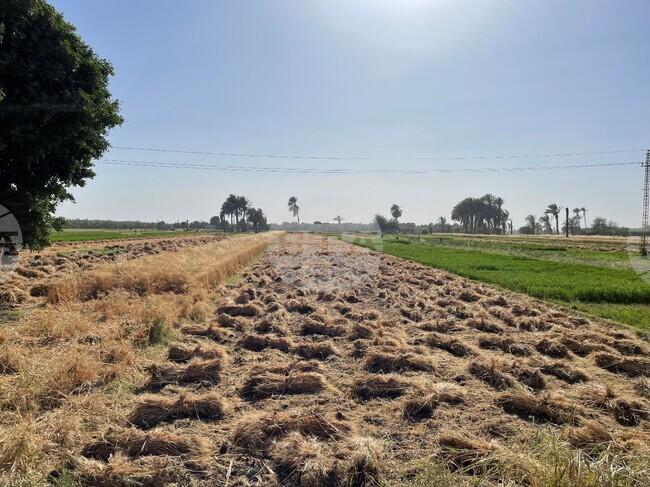 В Египет започна една от най-важните жътви на пшеница от години 