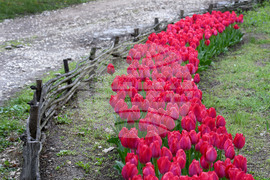 Варна - Ботаническа градина - лалета