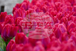 Варна - Ботаническа градина - лалета