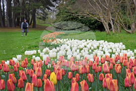 Варна - Ботаническа градина - лалета