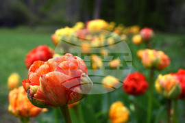 Варна - Ботаническа градина - лалета