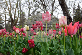 Варна - Ботаническа градина - лалета