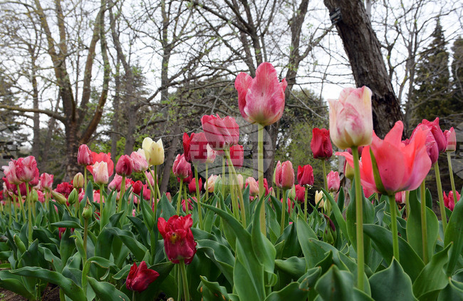 Варна - Ботаническа градина - лалета