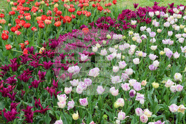 Варна - Ботаническа градина - лалета