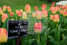 Варна - Ботаническа градина - лалета