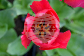 Варна - Ботаническа градина - лалета