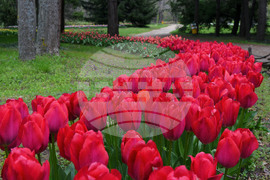 Варна - Ботаническа градина - лалета