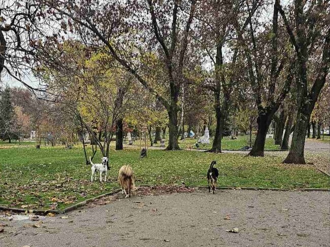 Столичният инспекторат отчита 620 проверки на домашни кучета от началото на годината