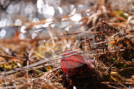 Climate Cranberry Bog Restoration