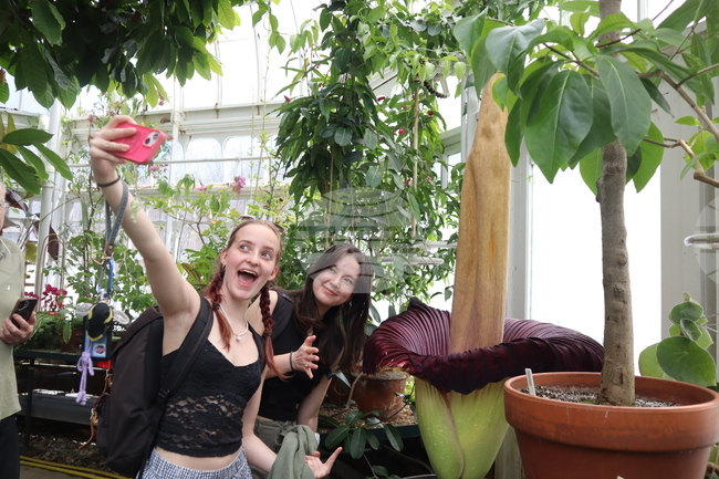 Corpse Flower