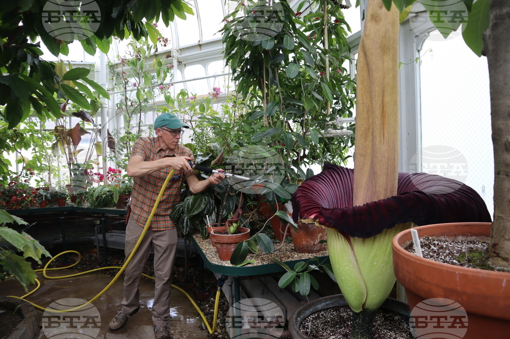 Corpse Flower