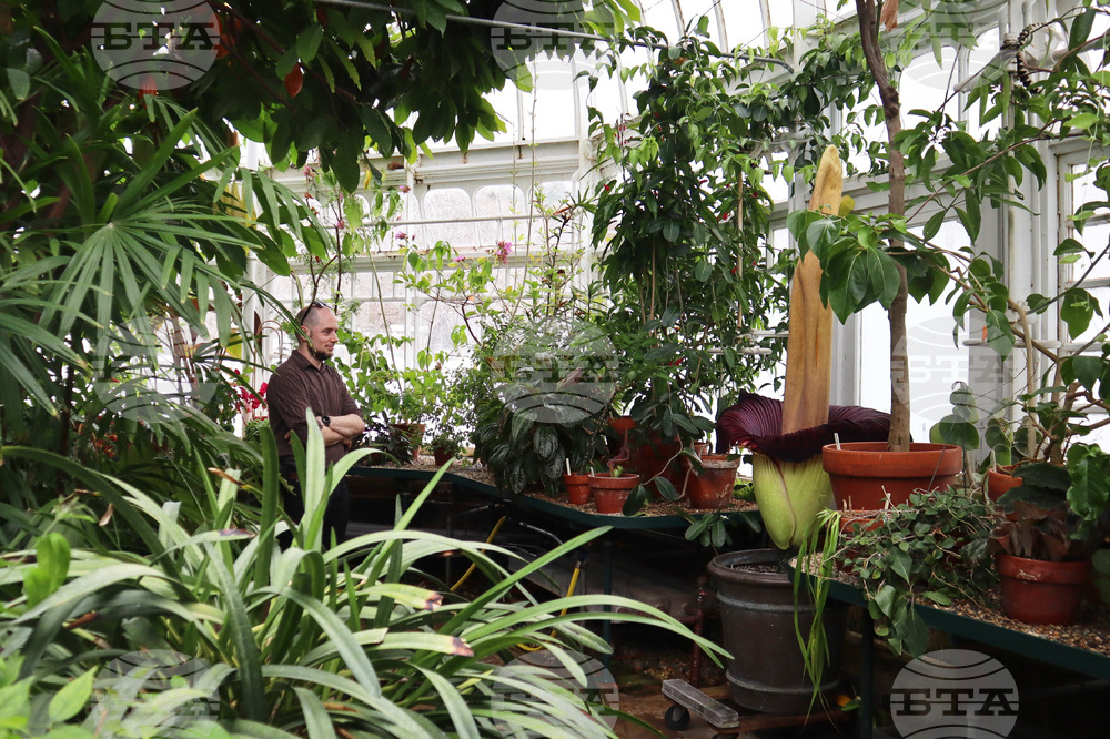 Corpse Flower