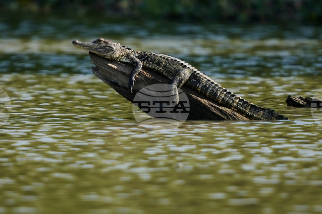 Louisiana Daily Life