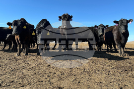 Beef Prices Ranchers