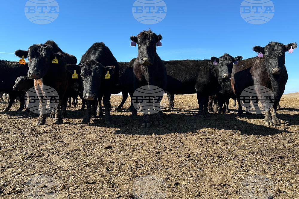 Beef Prices Ranchers
