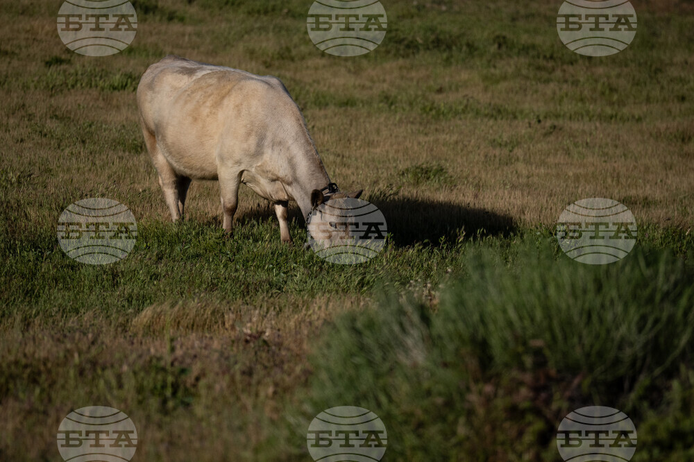Beef Prices Ranchers