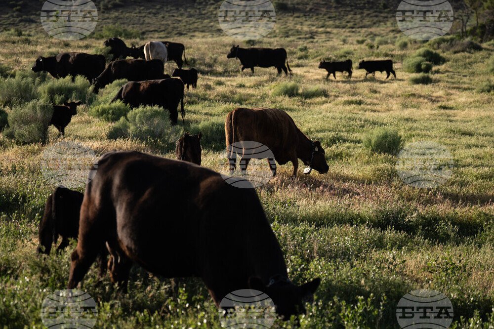 Beef Prices Ranchers