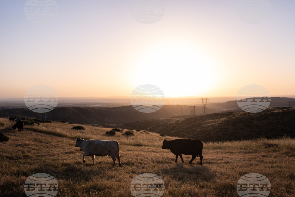 Beef Prices Ranchers