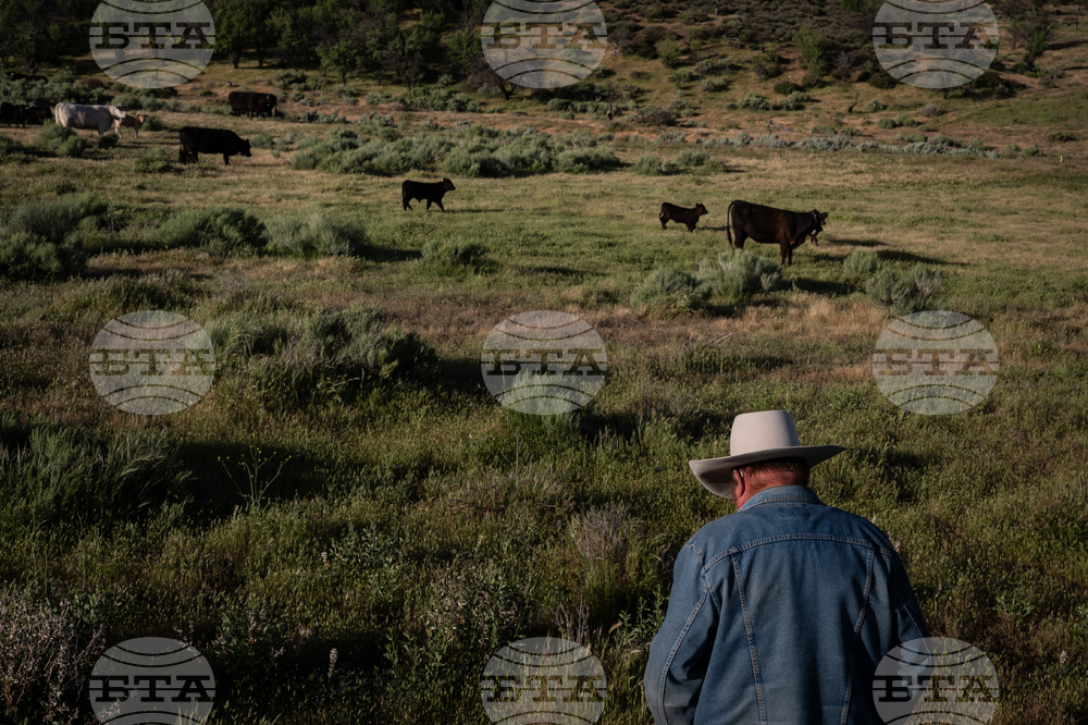 Beef Prices Ranchers