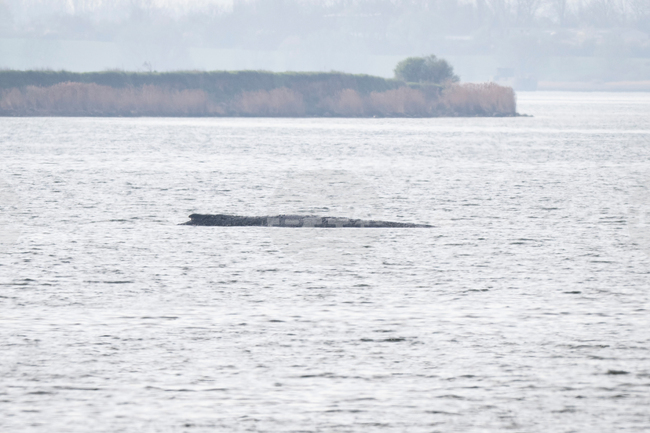 Germany Whale Rescue