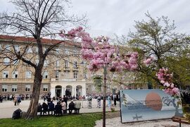 Пловдив - празник Ханами - честване