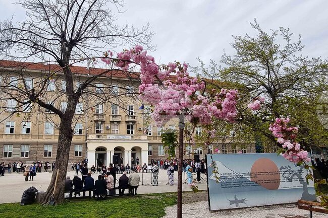 Пловдив - празник Ханами - честване 
