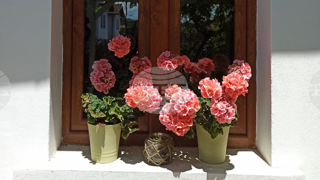 Община Бургас призовава жителите и бизнеса да украсят града в розово за старта на Giro d’Italia