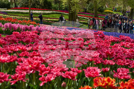 Netherlands Tulips