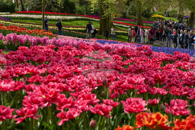 Netherlands Tulips