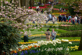Netherlands Tulips