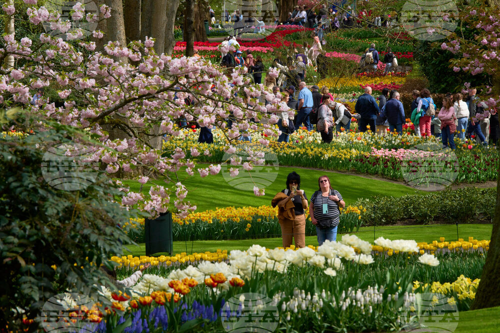 Netherlands Tulips