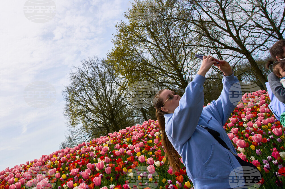 Netherlands Tulips