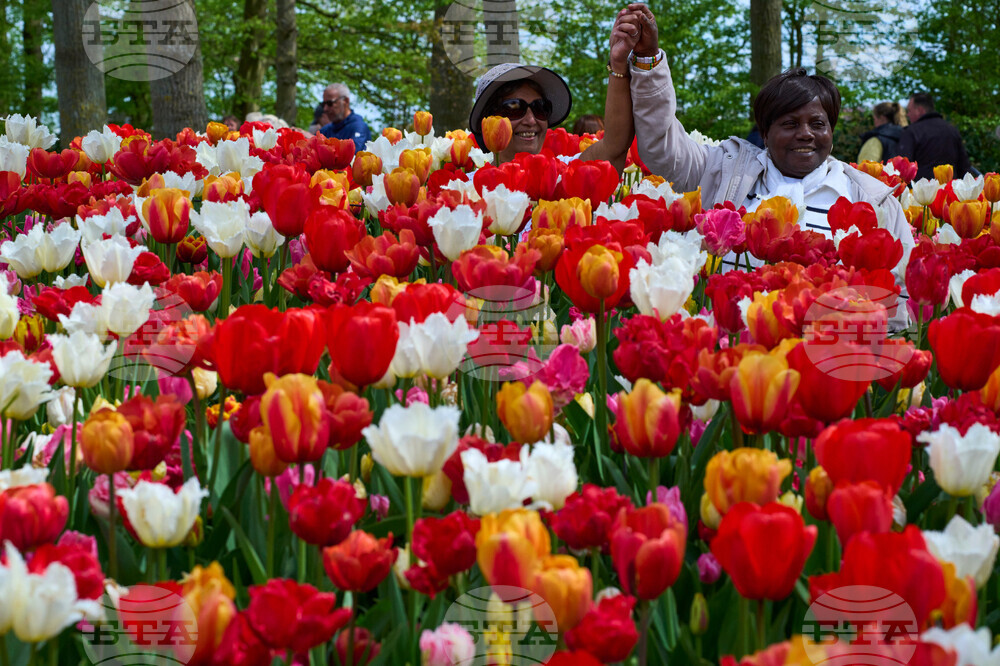 Netherlands Tulips