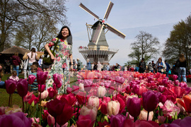 Netherlands Tulips