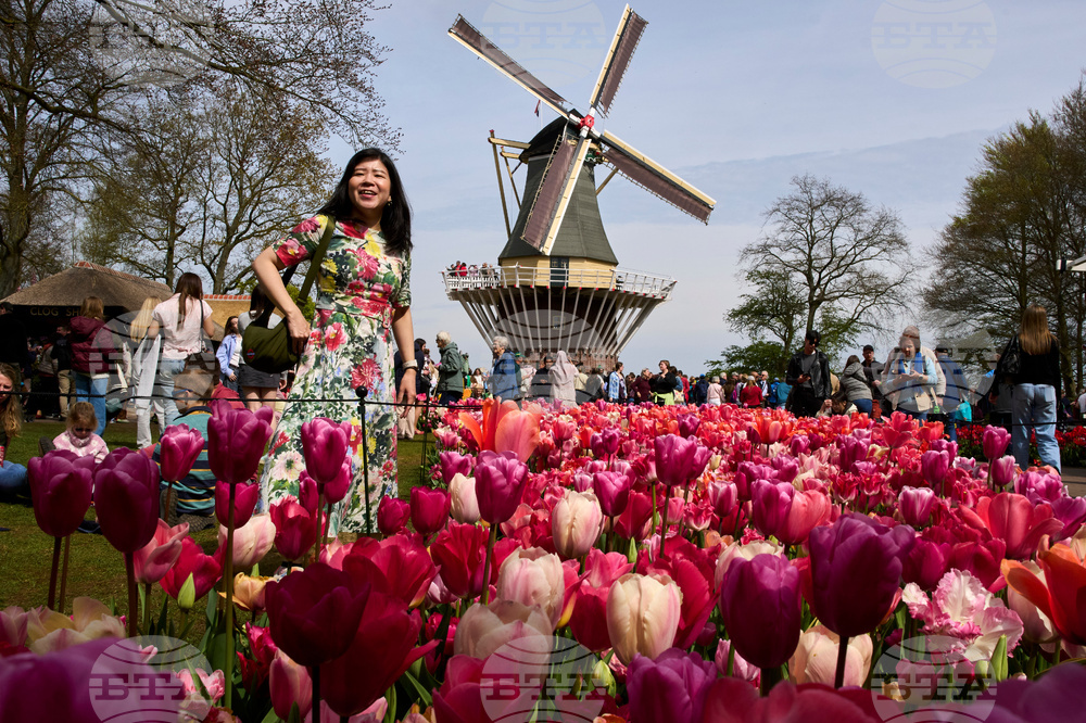Netherlands Tulips