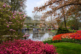 Netherlands Tulips