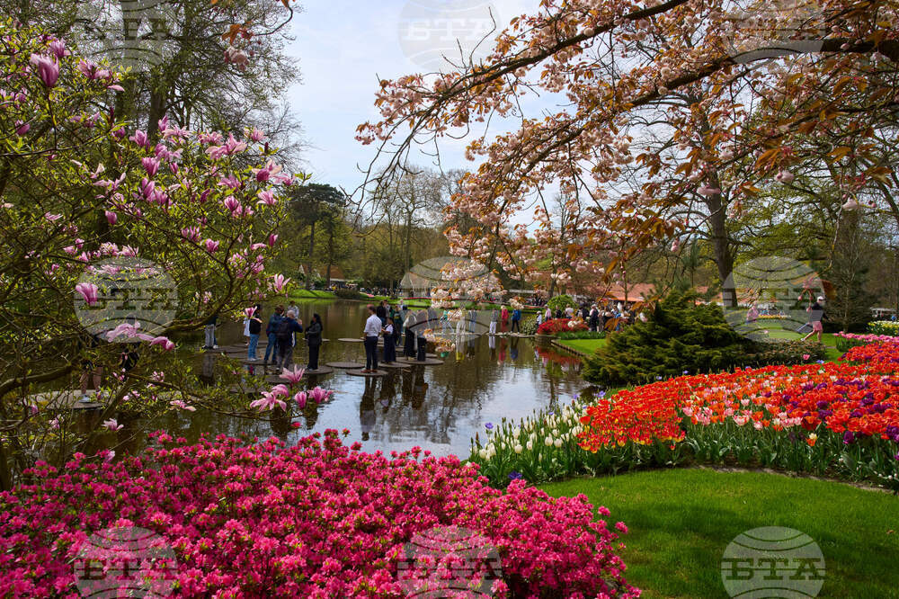 Netherlands Tulips