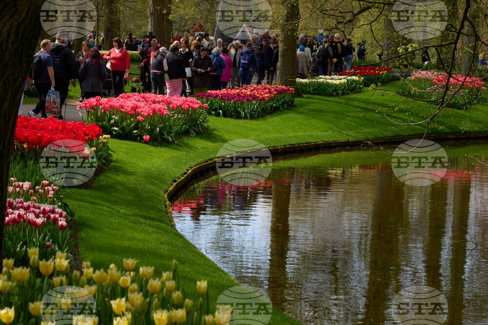 Netherlands Tulips