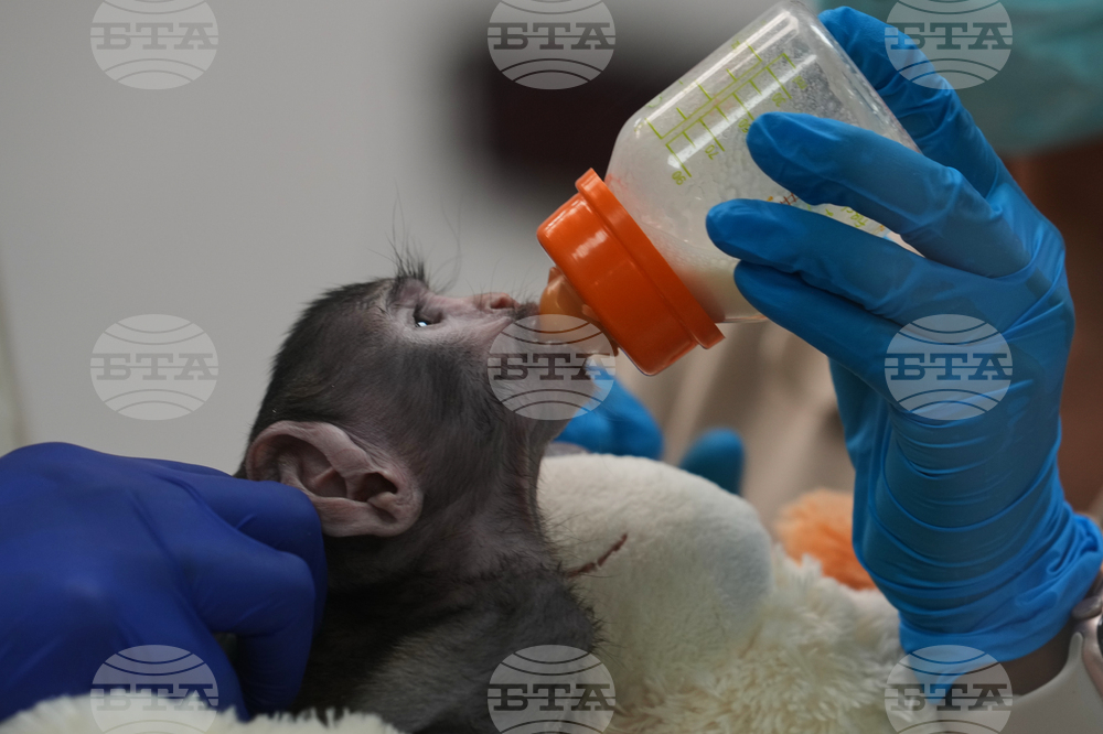 Mexico Baby Monkey Yuji