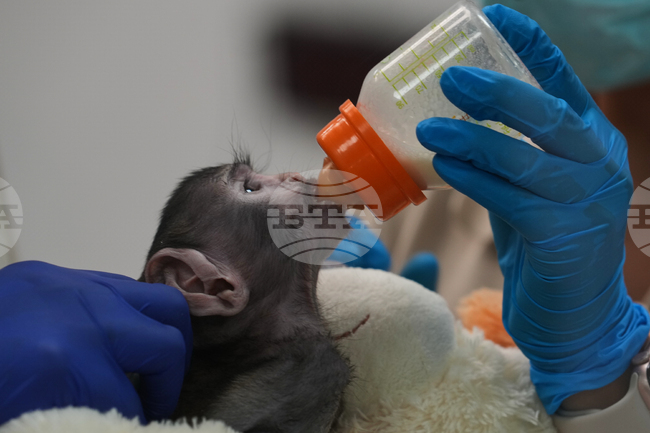 APTOPIX Mexico Baby Monkey Yuji