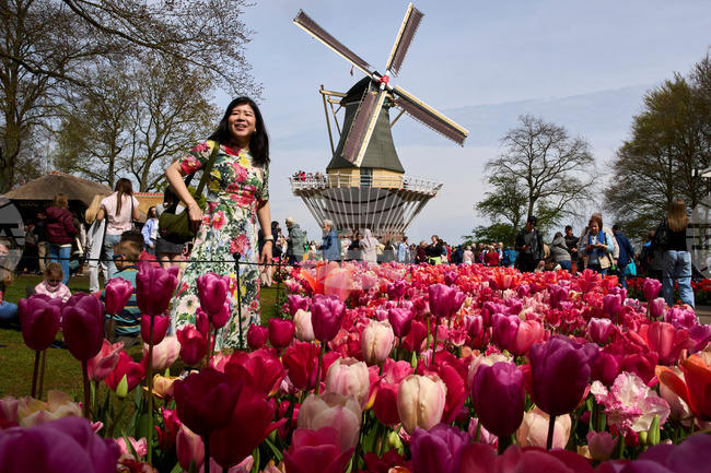 APTOPIX Netherlands Tulips