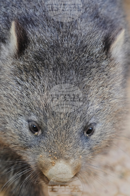 France Wombat Beauval Zoo