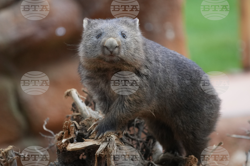 France Wombat Beauval Zoo