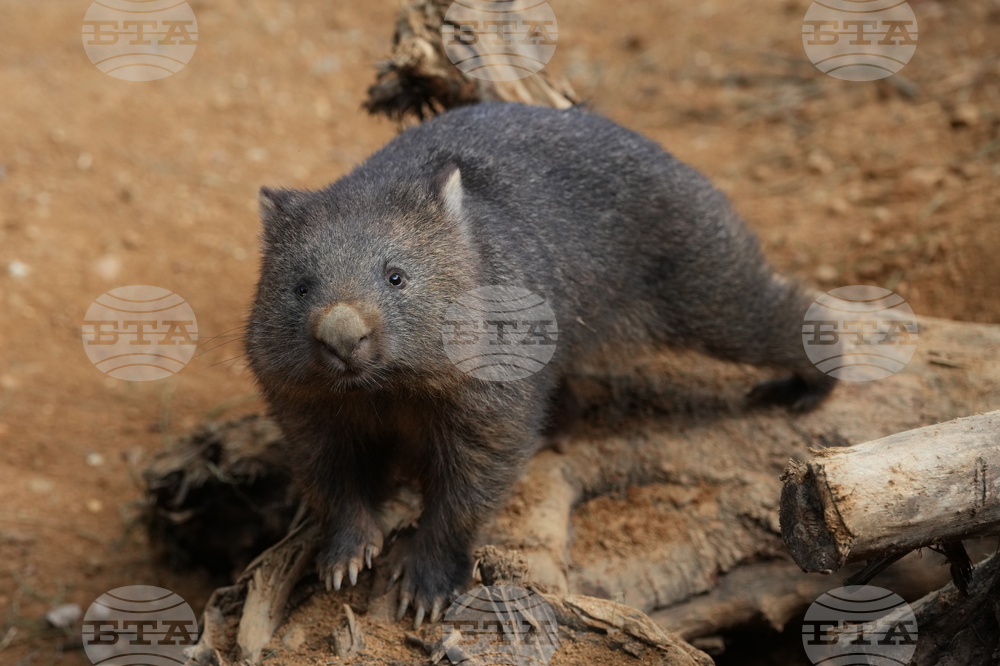 France Wombat Beauval Zoo