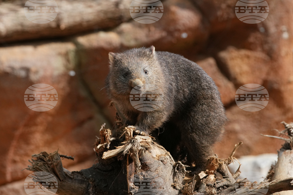 France Wombat Beauval Zoo