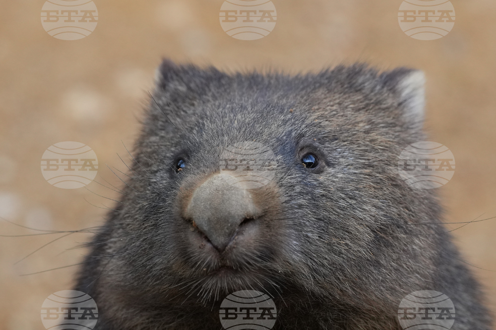 France Wombat Beauval Zoo